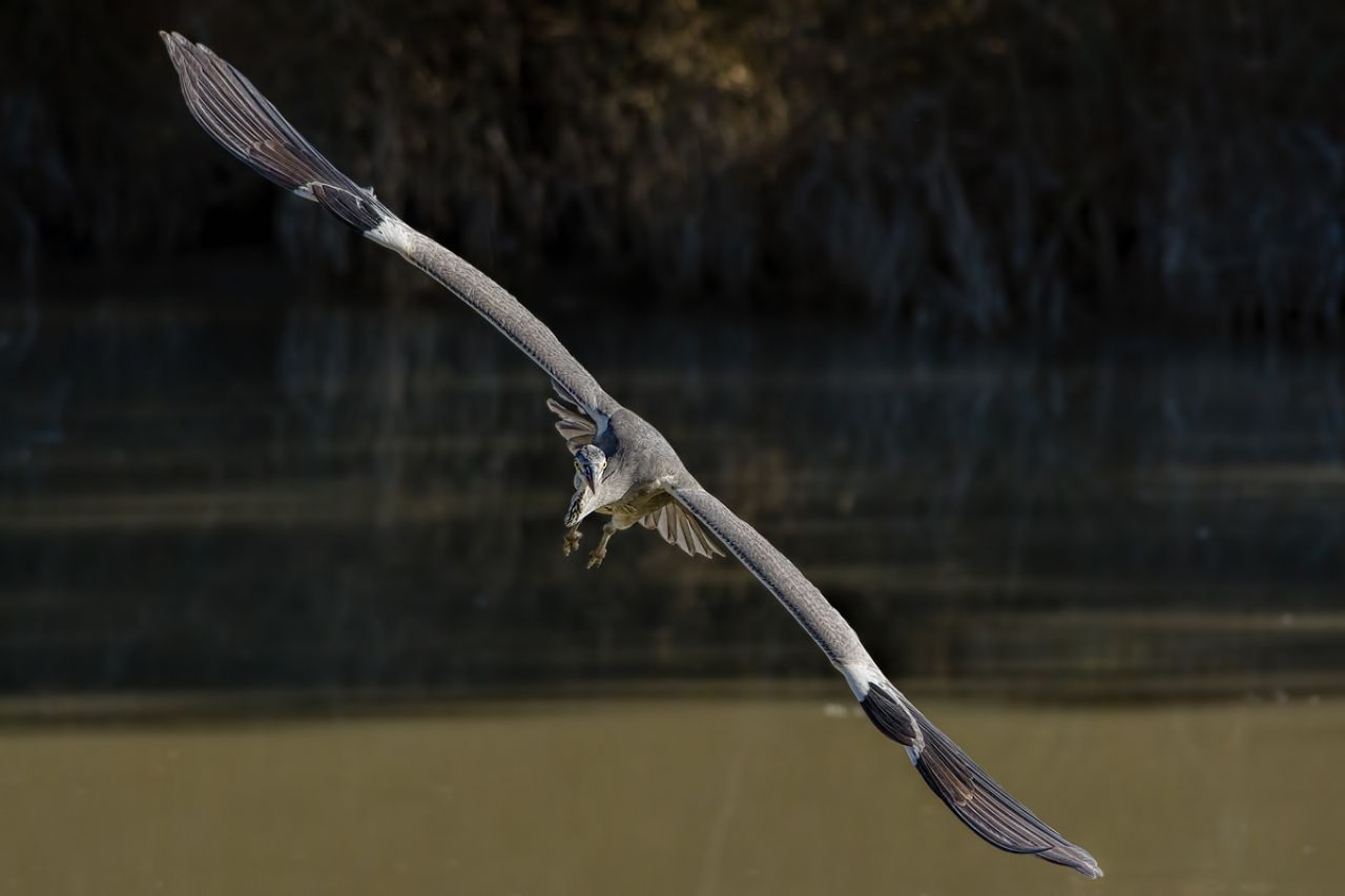 Airone cenerino (Ardea cinerea )